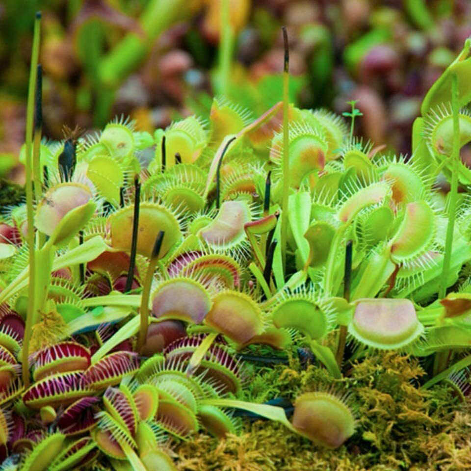 Dente Venus Fly Trap Carnivorous Plant - Dionaea muscipula