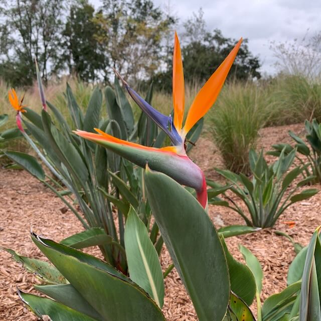 Orange Bird of Paradise - Strelitzia reginae – Wellspring Gardens