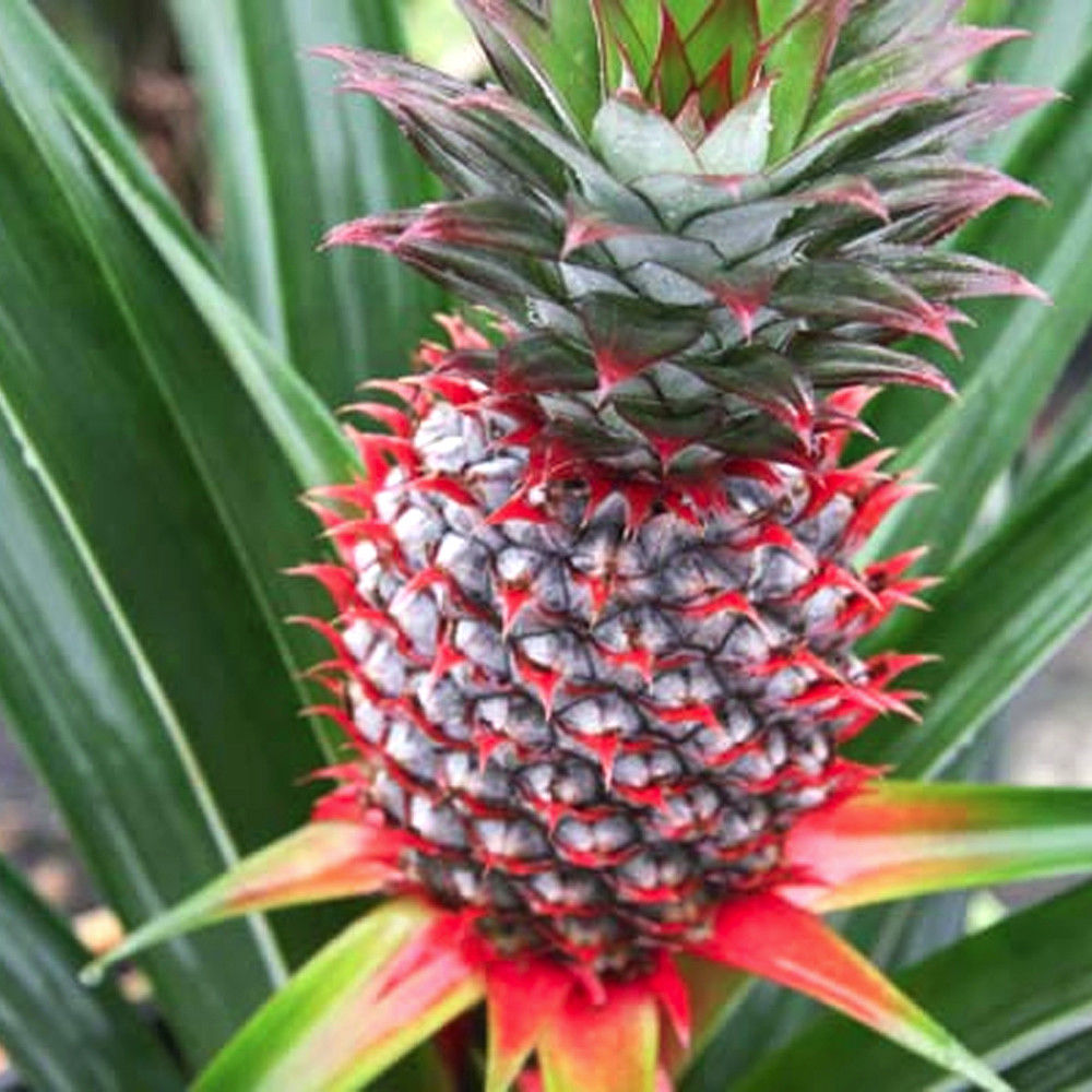 Florida Special Pineapple Live Plant - Ananas Comosus - Wellspring Gardens Starter Plant, Size: 3-8” Tall, Beige