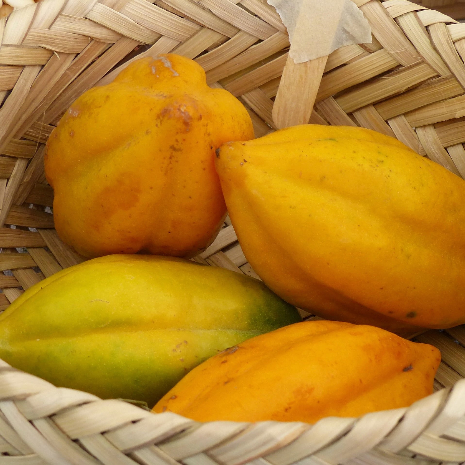 Babaco Papaya (Mountain Papaya) - Vasconcellea × heilbornii