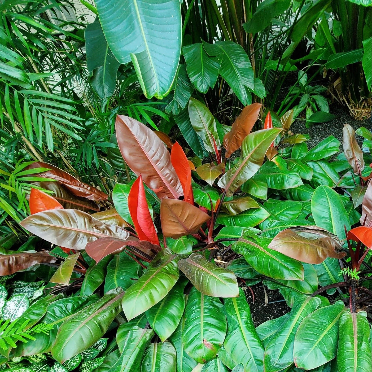 philodendron in wild Philodendron McColley's Finale