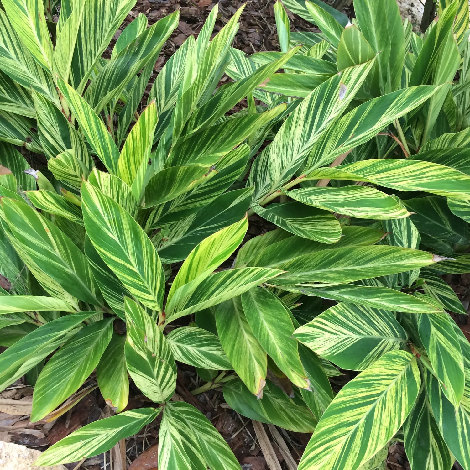Shell Ginger Variegated - Alpinia zerumbet