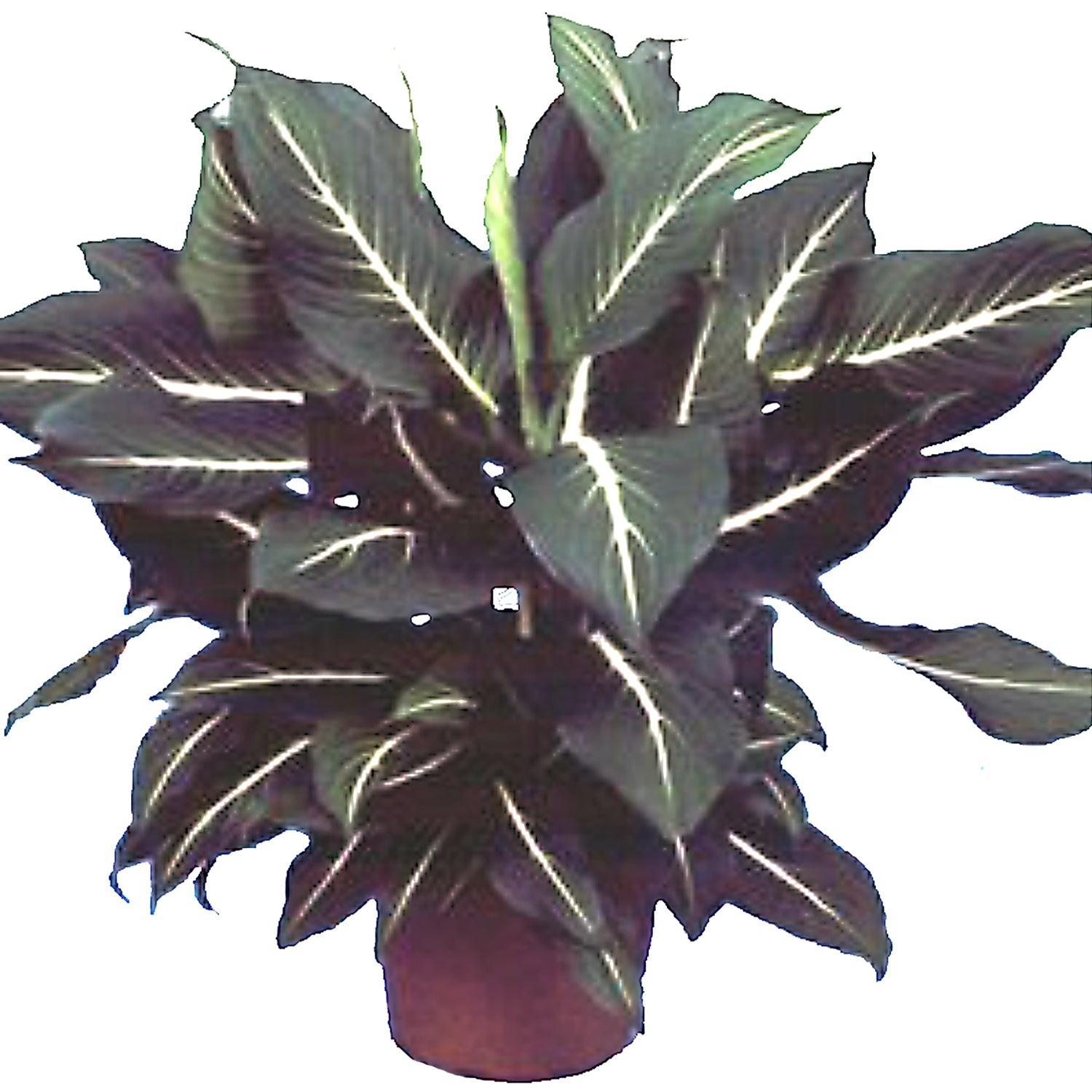 dark green dieffenbachia Dieffenbachia Sterling Houseplant