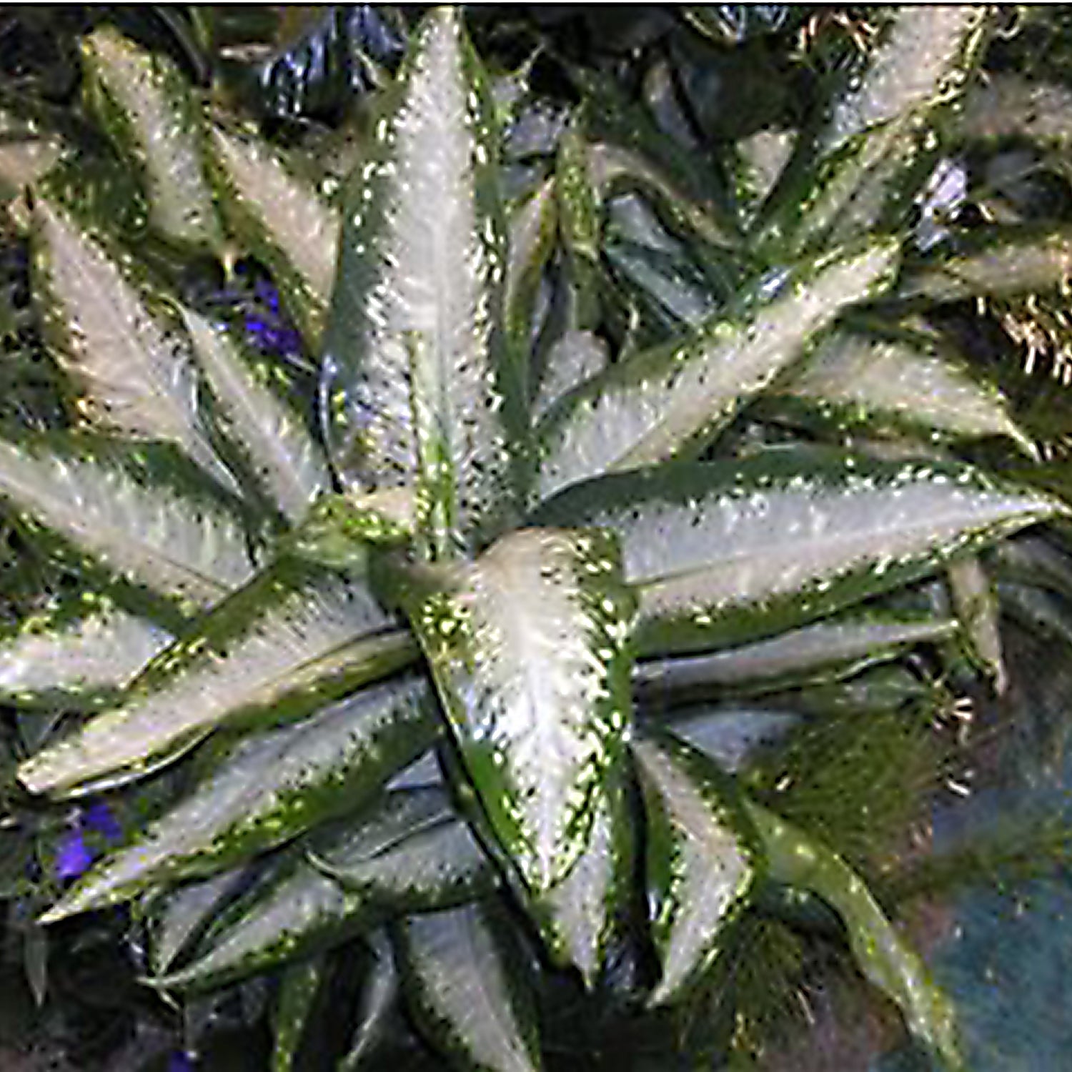 dieffenbachia panther Dieffenbachia Panther Houseplant