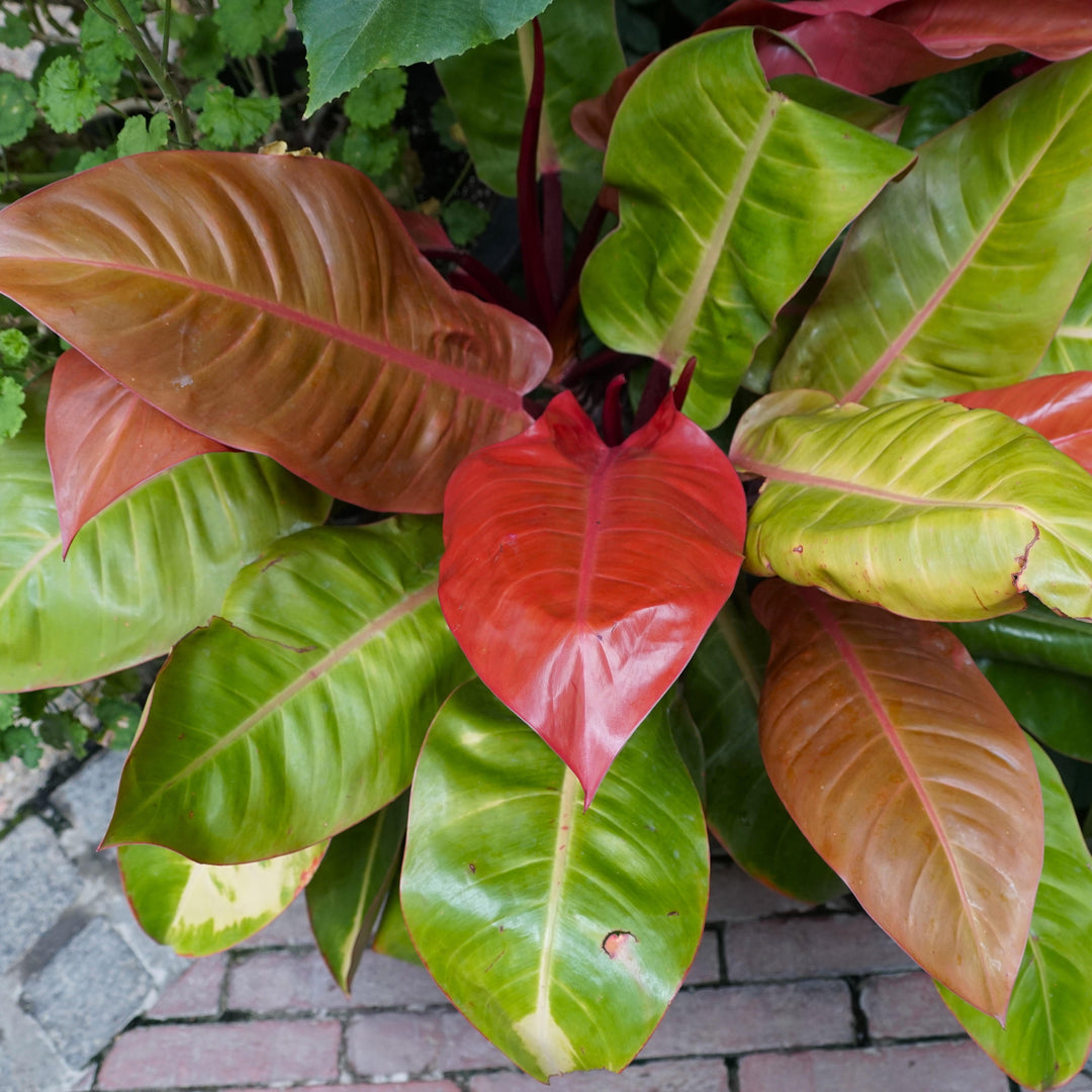 Philodendron Prince of Orange - Philodendron