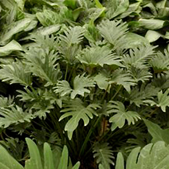 philodendron deja vu vs xanadu Philodendron Deja Vu