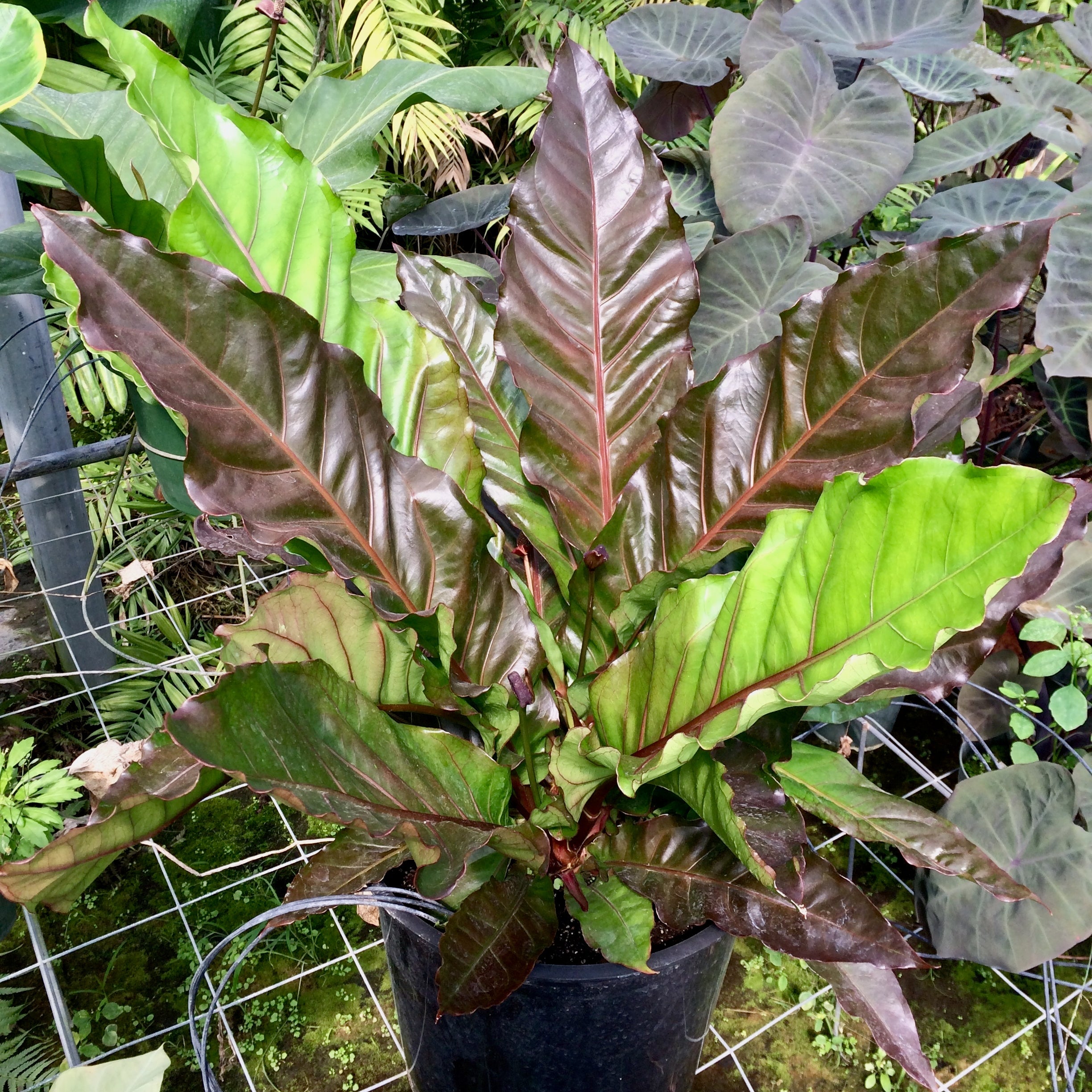 anthurium cardinal Anthurium Big Red Bird Bird's Nest