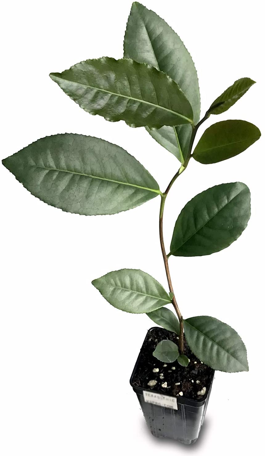 Tea Plant (Variety Assamica) - Camellia sinensis