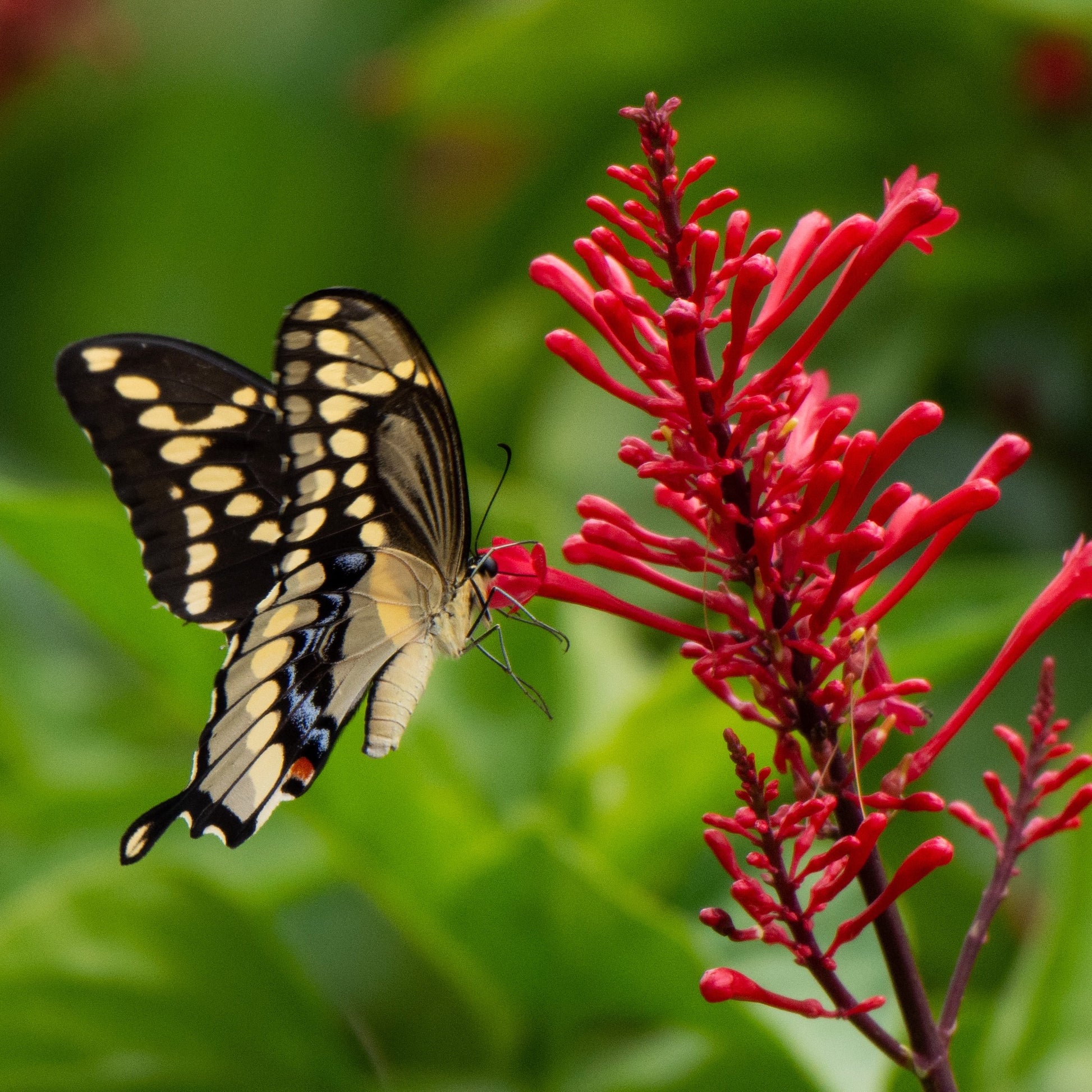Odontonema Firespike (Pagoda Flower) - Odontonema strictum