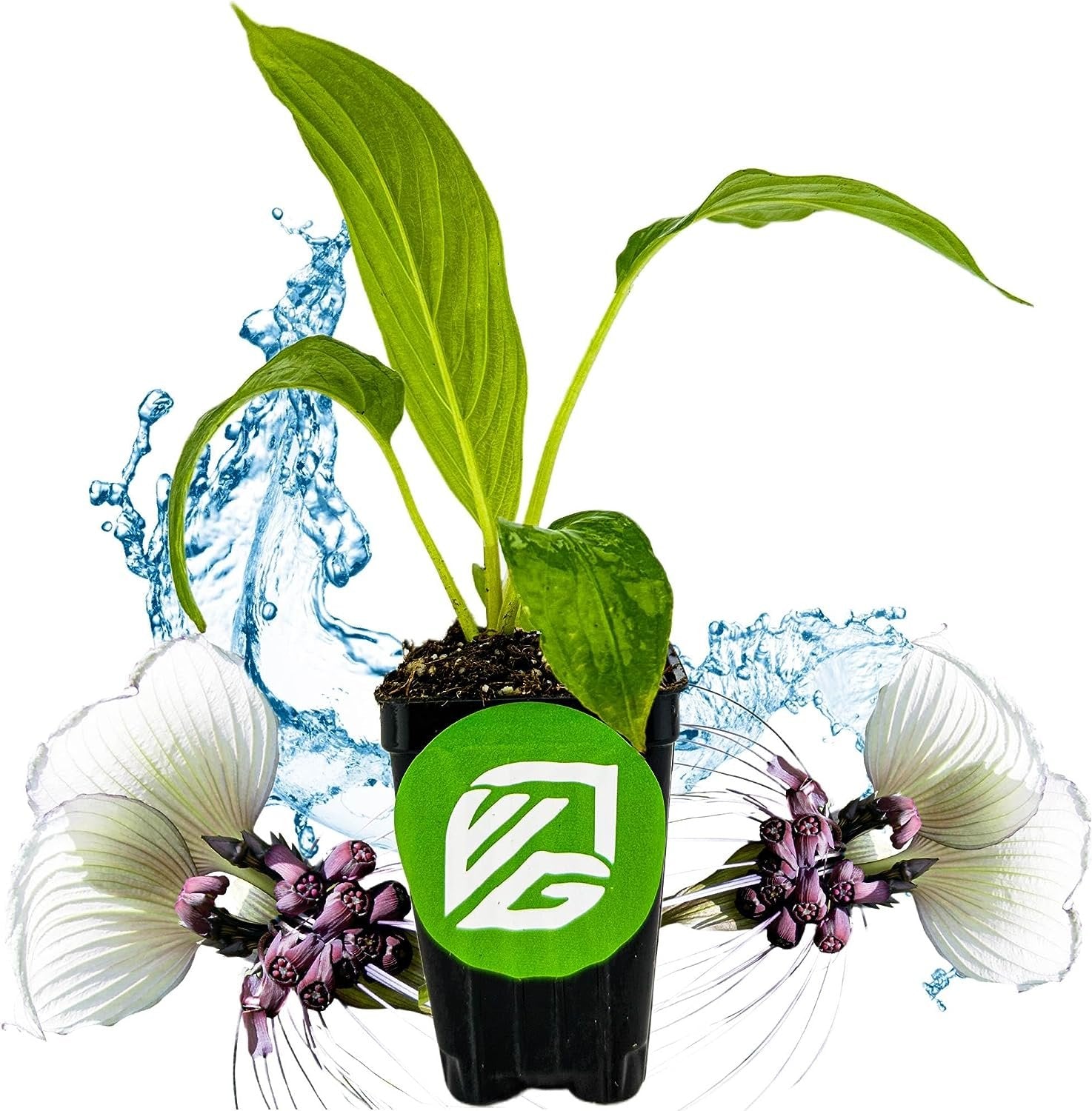 White Bat Live Flowering Plant - Tacca integrifolia
