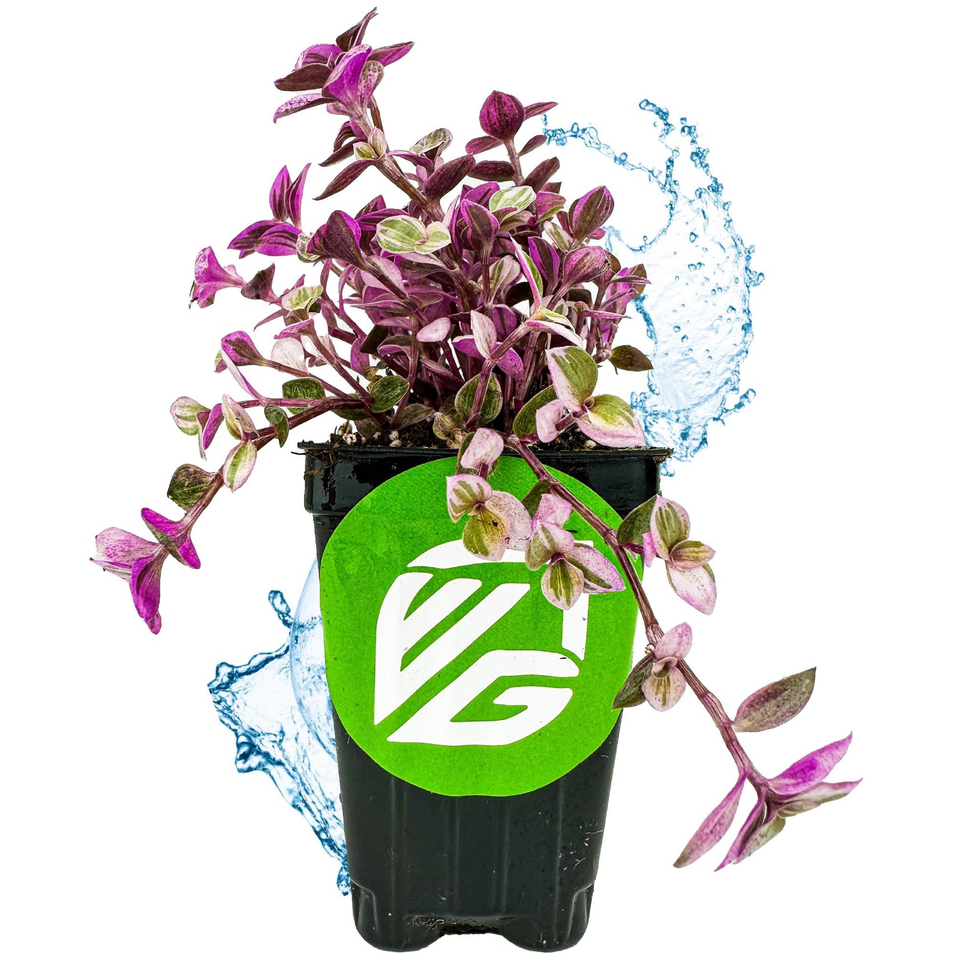Pink Panther Plant - Tradescantia Callisia repens