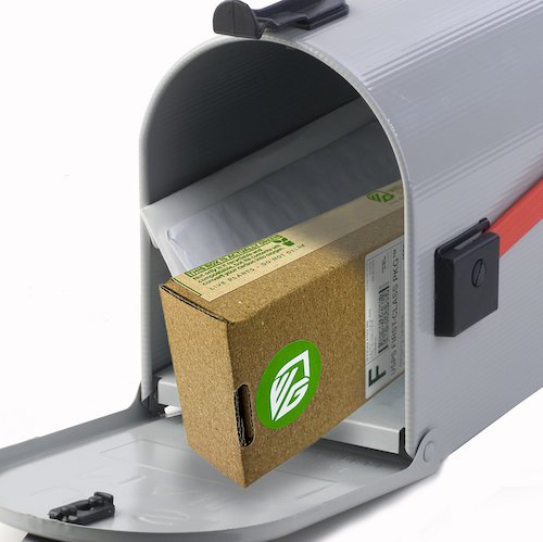 Tea Olive Tree - Osmanthus fragrans