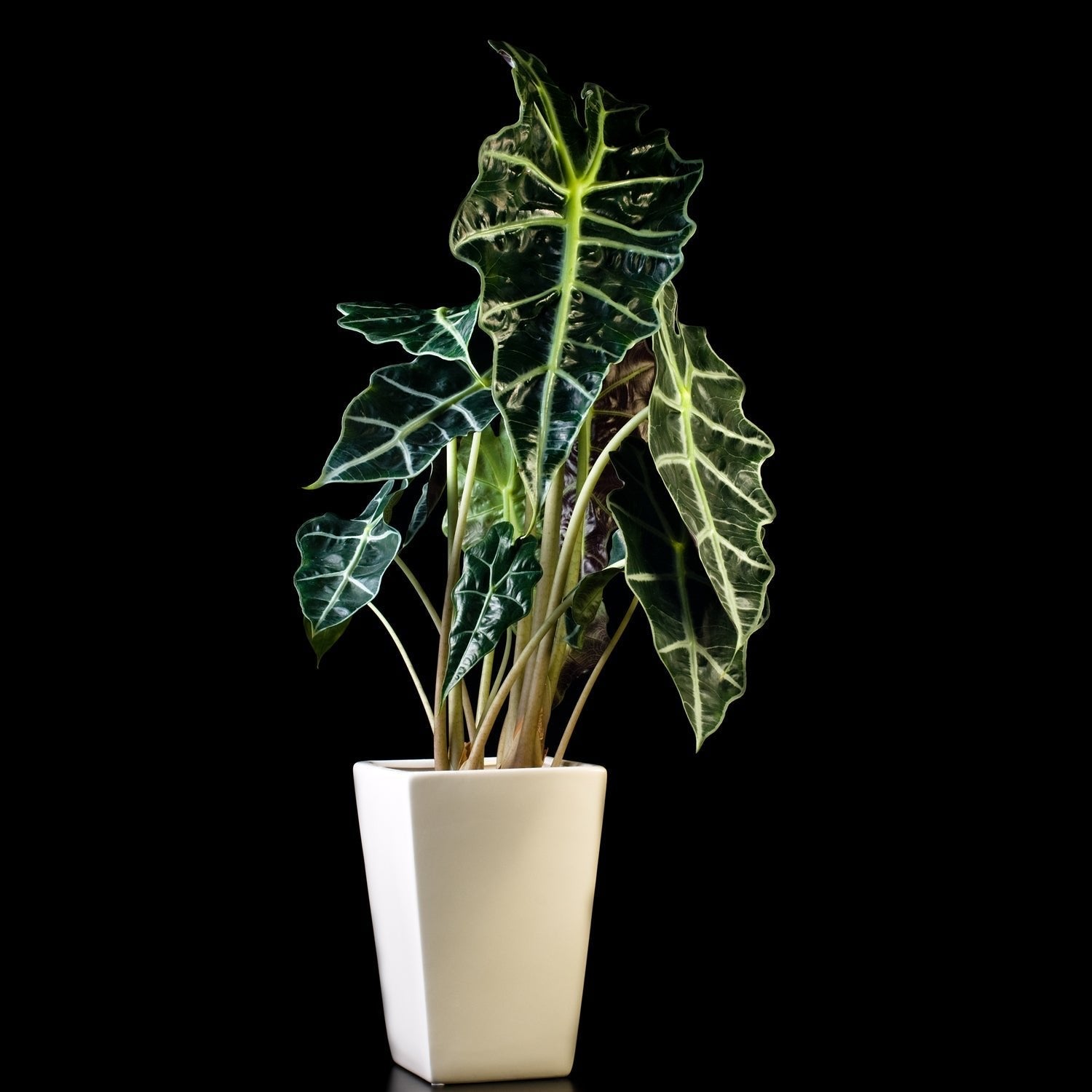 poly elephant ear plant care indoors Polly Elephant Ear (Dwarf Amazonica)