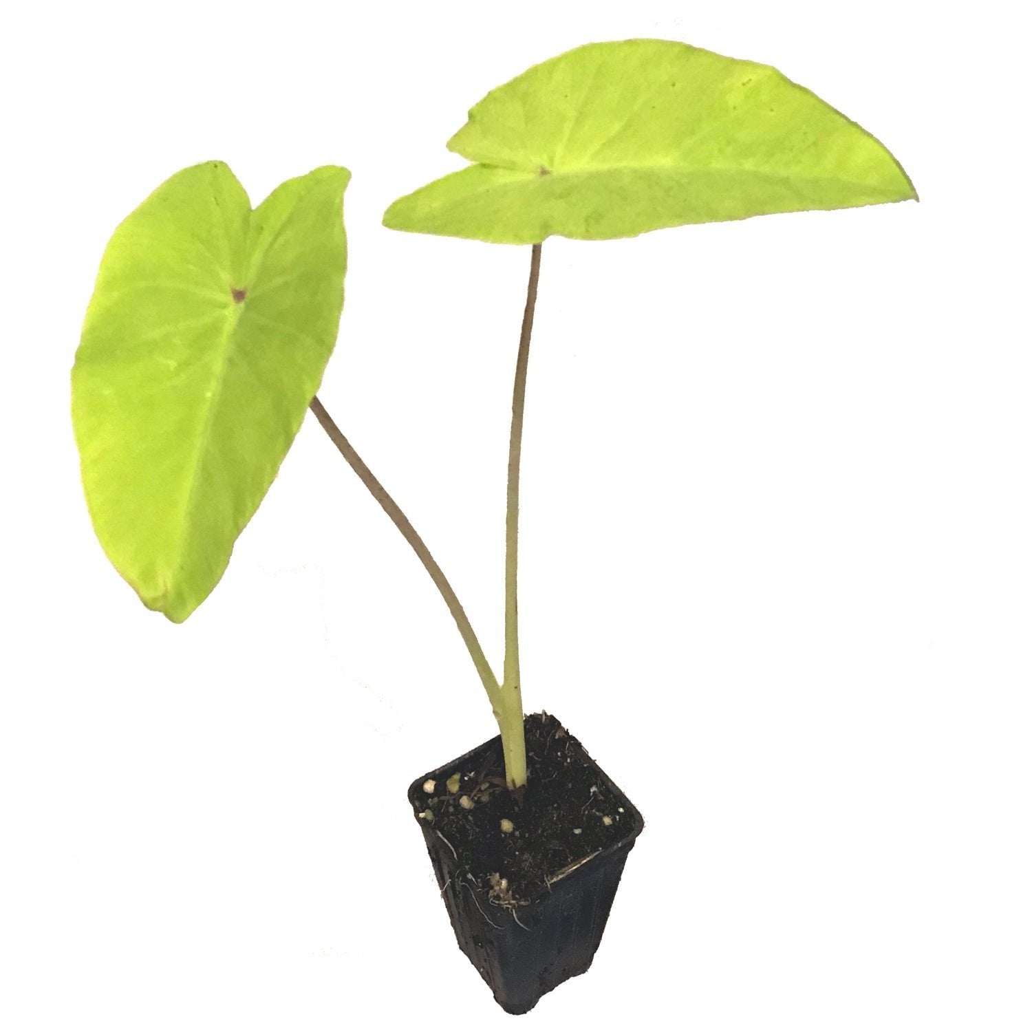 baby elephant ear plant Elena Elephant Ear