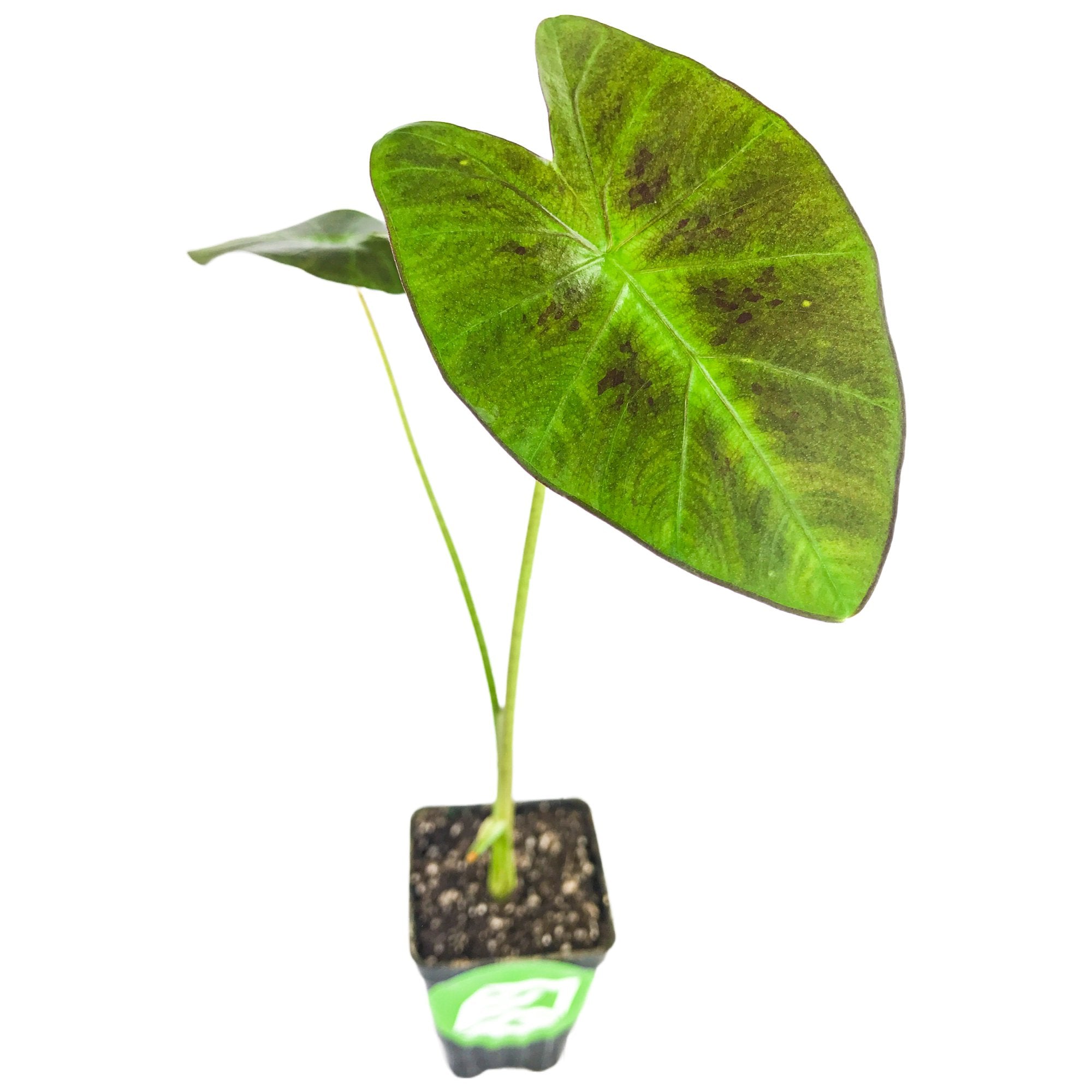 colocasia antiquorum illustris elephant ear plant Coal Miner ™ Elephant Ear