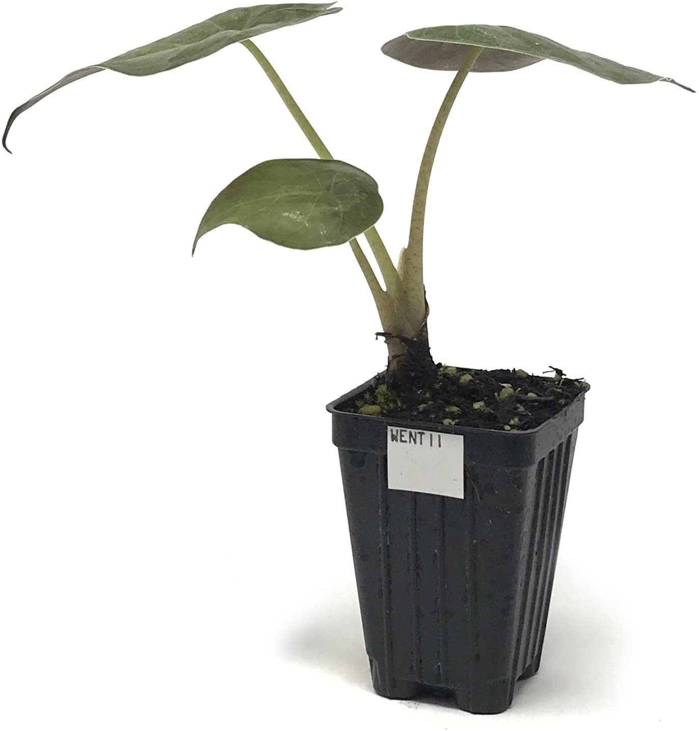 Wentii Elephant Ear (Went's Hardy/New Guinea Shield) - Alocasia wentii