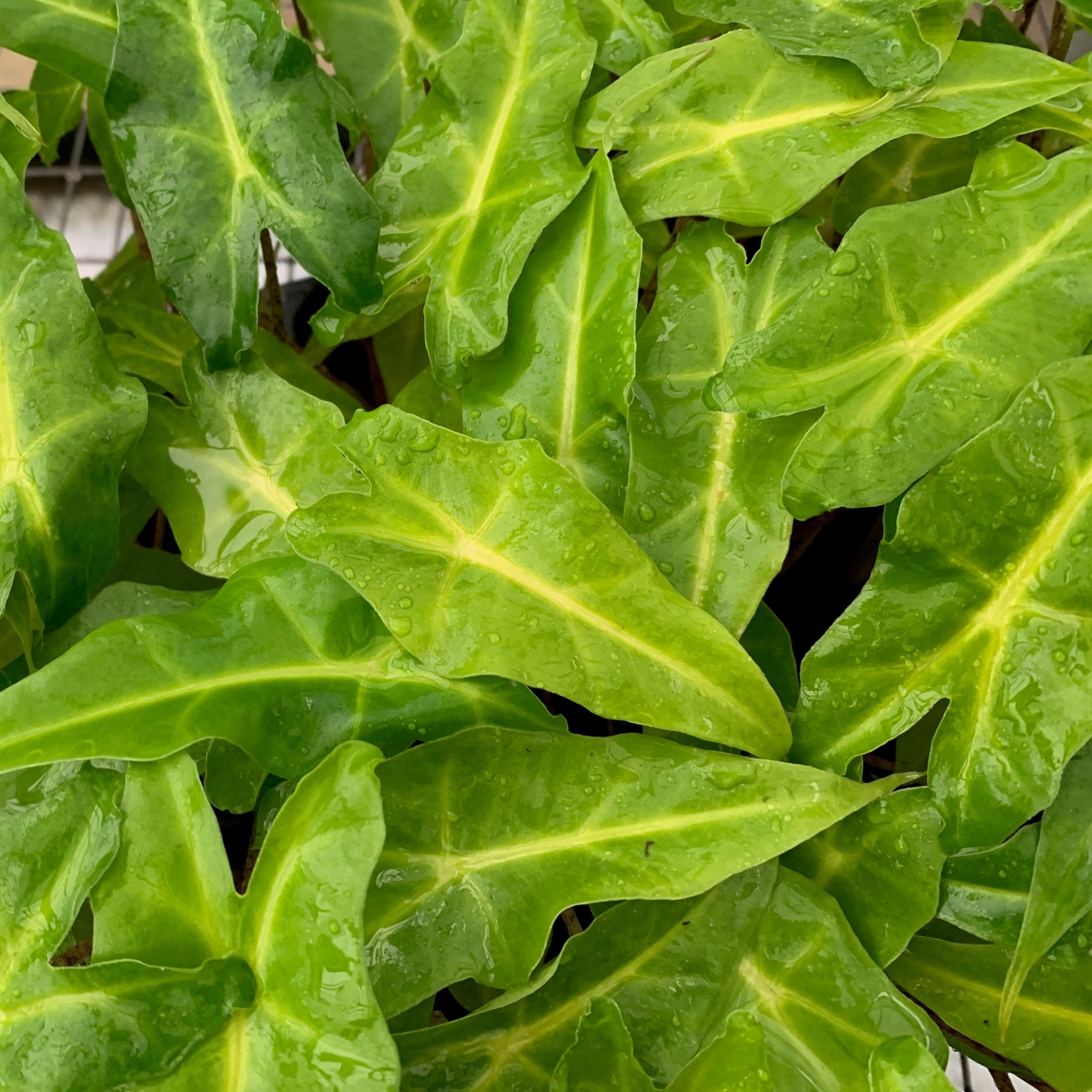 elephant ear plant with edible leaves spenich Golden Dragon Elephant Ear