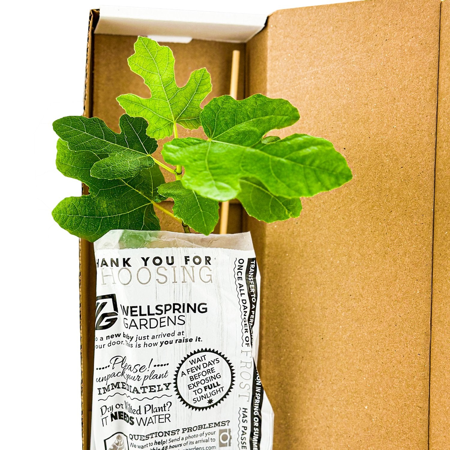 Tea Olive Tree - Osmanthus fragrans