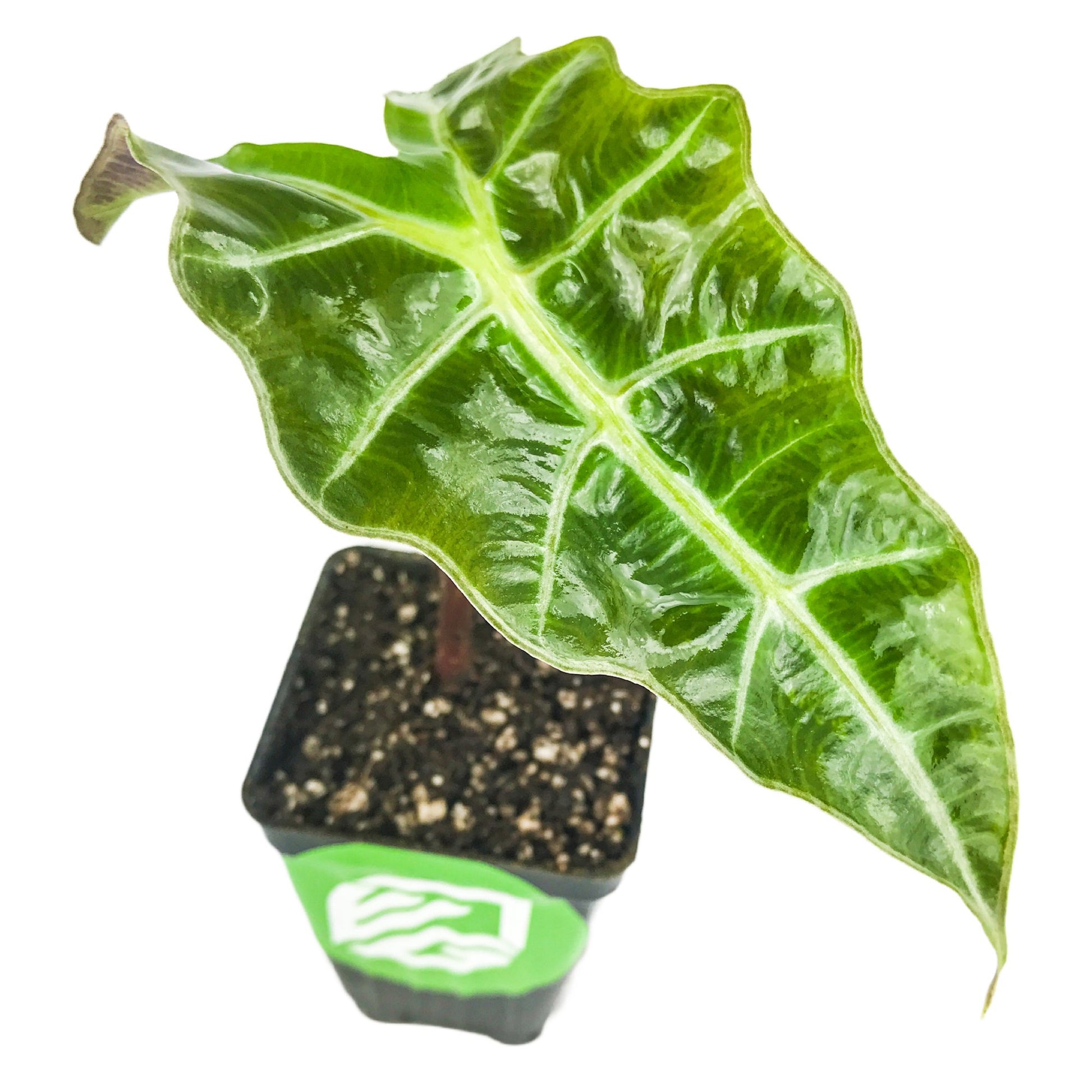 Amazonica Elephant Ear (Amazonian) - Alocasia