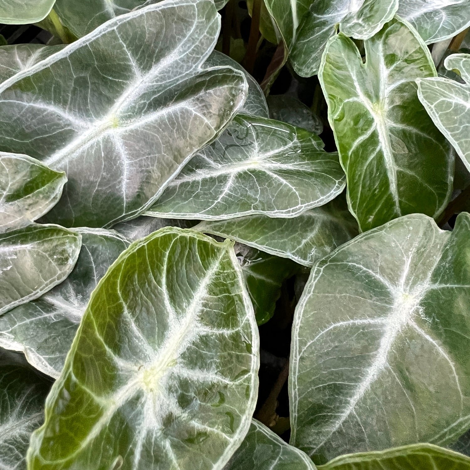 alocasia amazonica elephant ear plant Amazonica Elephant Ear (Amazonian)