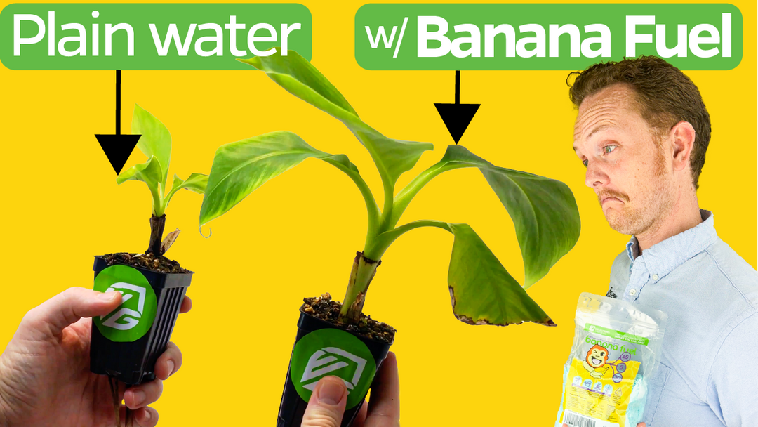 28-Day Banana Plant Time-Lapse: Banana Fuel fertilizer vs. plain water