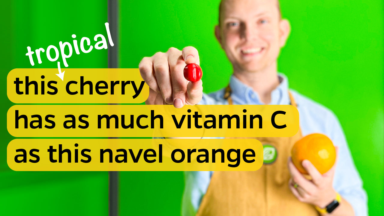 A man holds up a barbados cherry and a navel orange to compare the size of the two fruits. One barbados cherry, while tiny in comparison with a navel orange, contains as much vitamin C as the latter.
