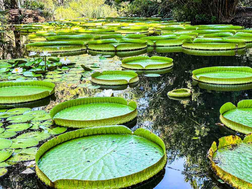 Gainesville's lesser-known swamp: 68-acre Kanapaha Gardens features Giant Victoria Water Lilies, a Bamboo Maze and Hummingbird Garden