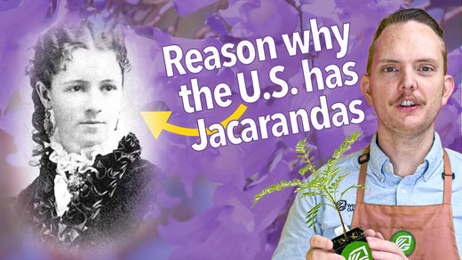 The UNTOLD story of the Jacaranda Tree in the U.S.