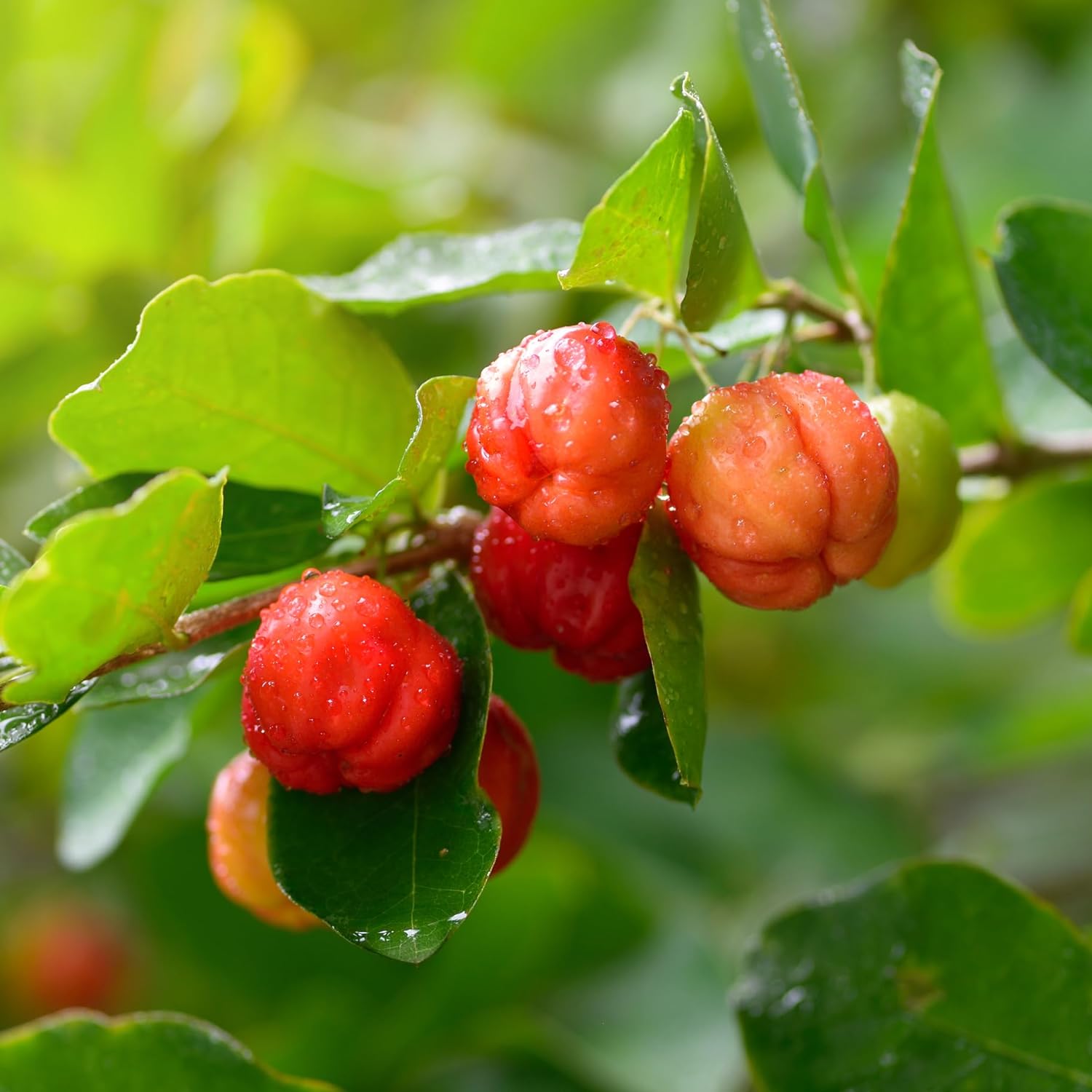 Tropical Cherries