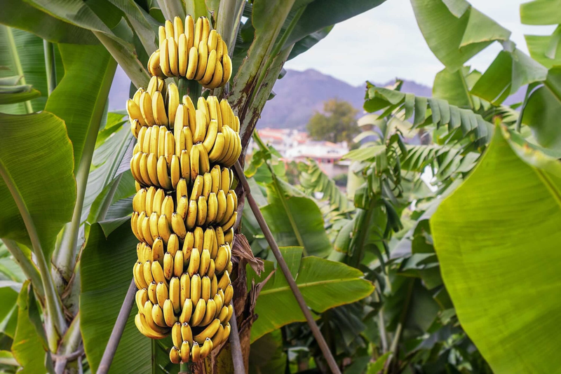 Bananas
