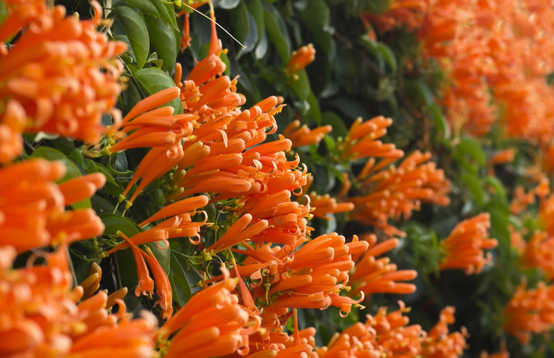 Flowering Plants