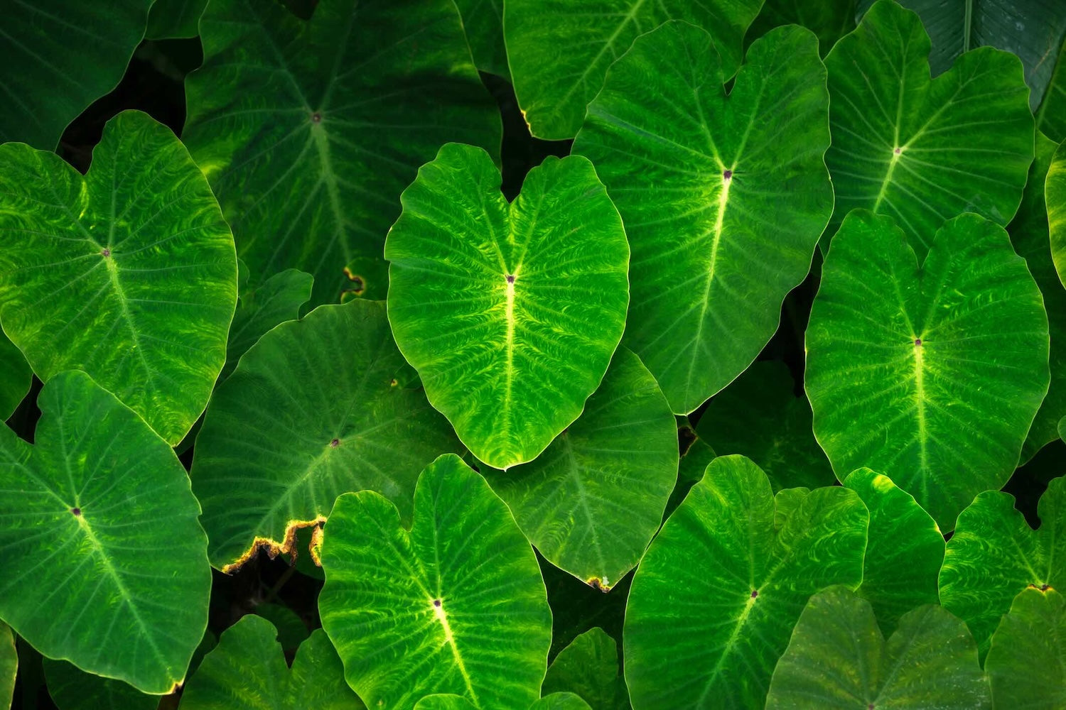 Elephant Ears