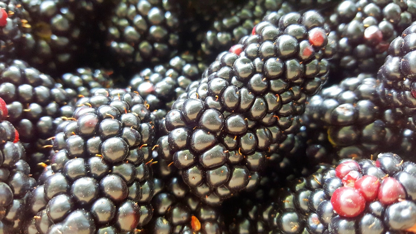 Blackberries