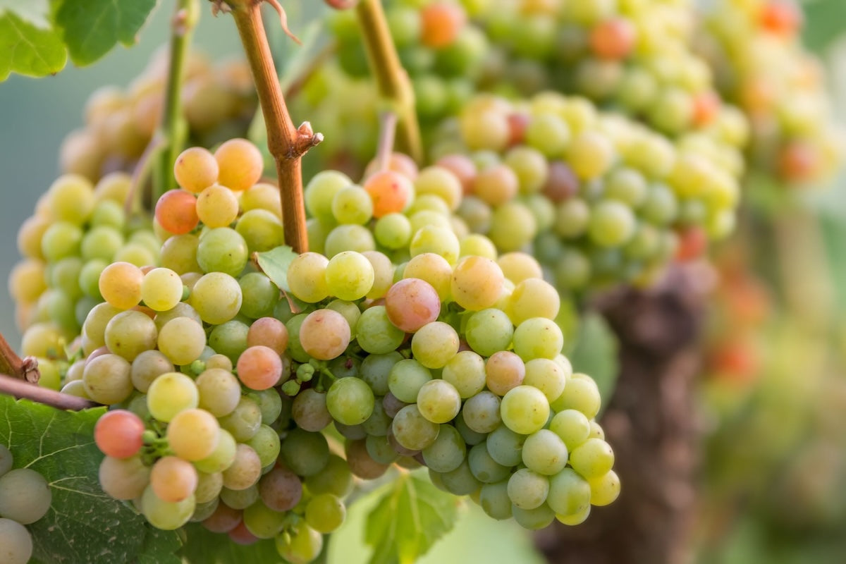 Grapes