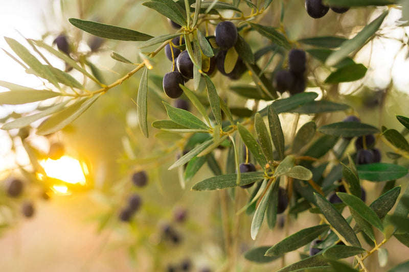Olives