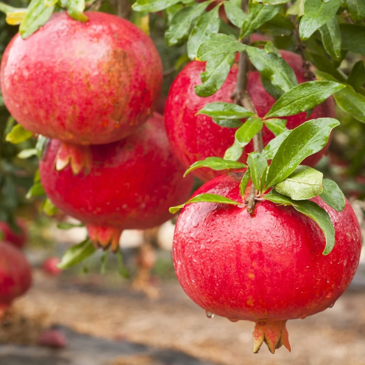 Pomegranates