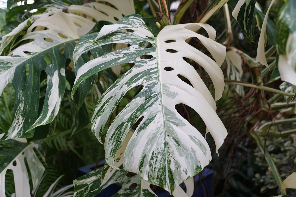 Rare Houseplants