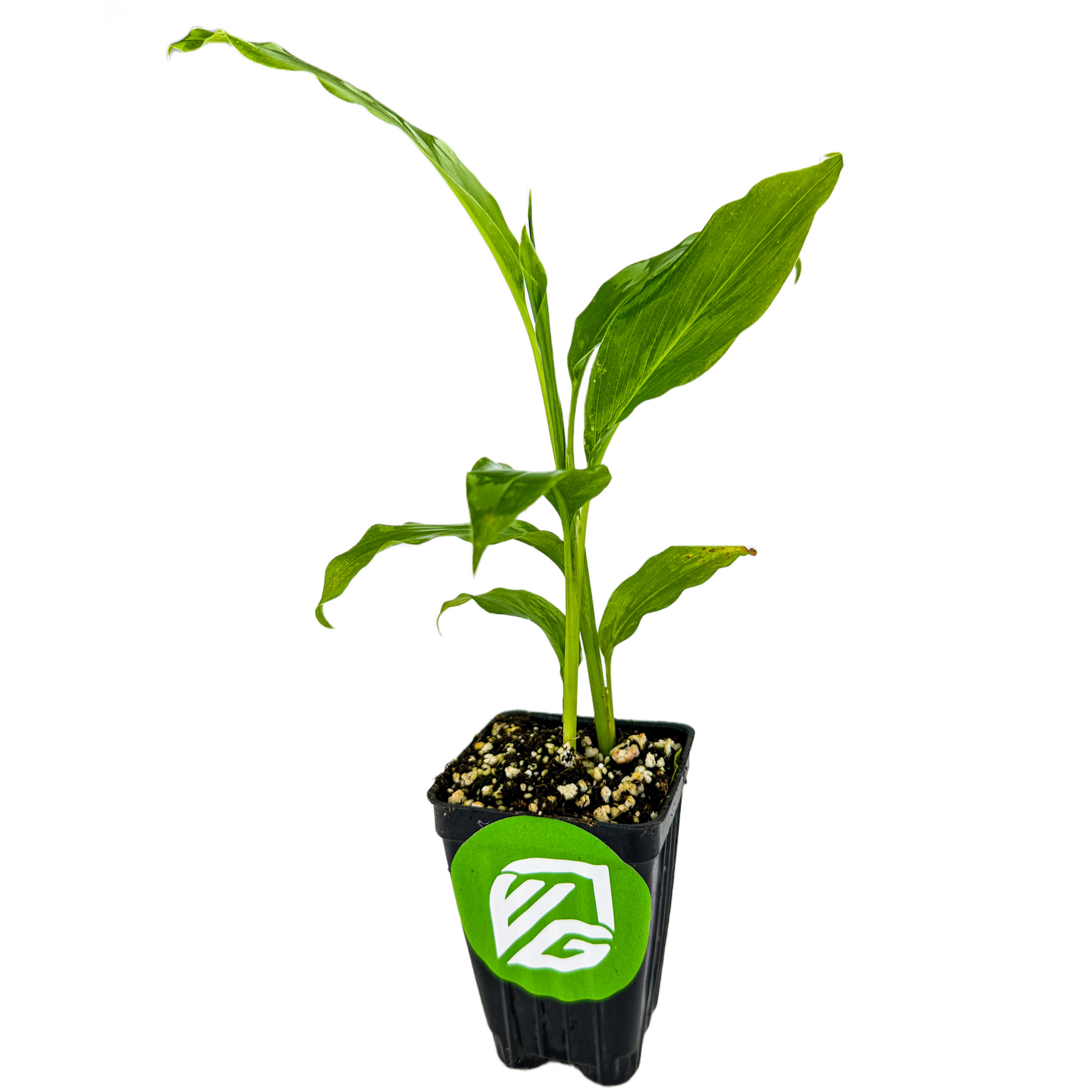 Galanga (Thai Ginger / Siamese Ginger) - Alpinia galangal