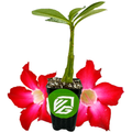 A Desert Rose Border (Adenium obesum) by Wellspring Gardens sits in a pot with green leaves, exposed soil, and two vivid pink flowers, displaying its bonsai charm and branded logo against a plain white background.