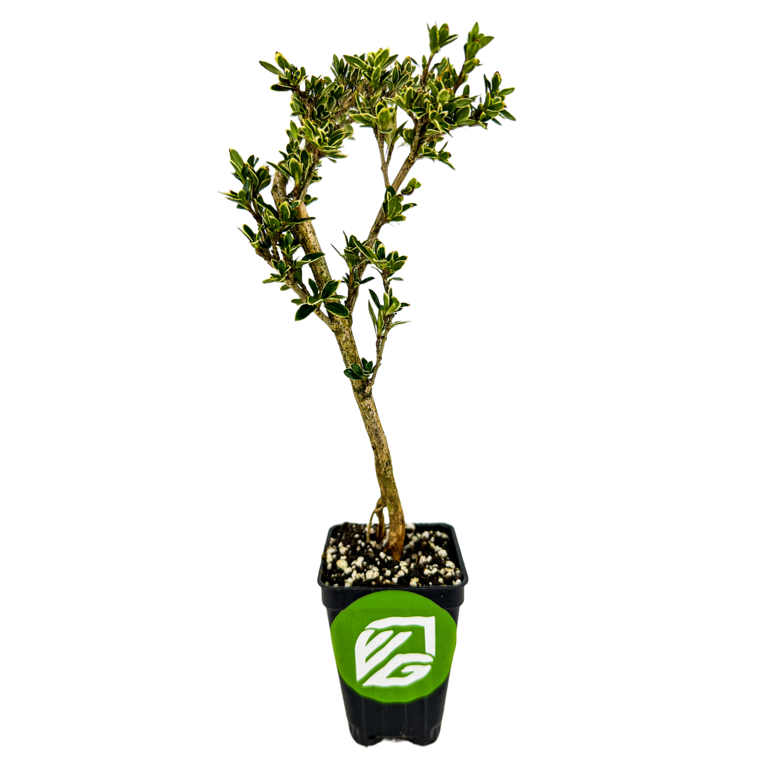serissa bonsai tree care Variegated Serissa Pre-Bonsai