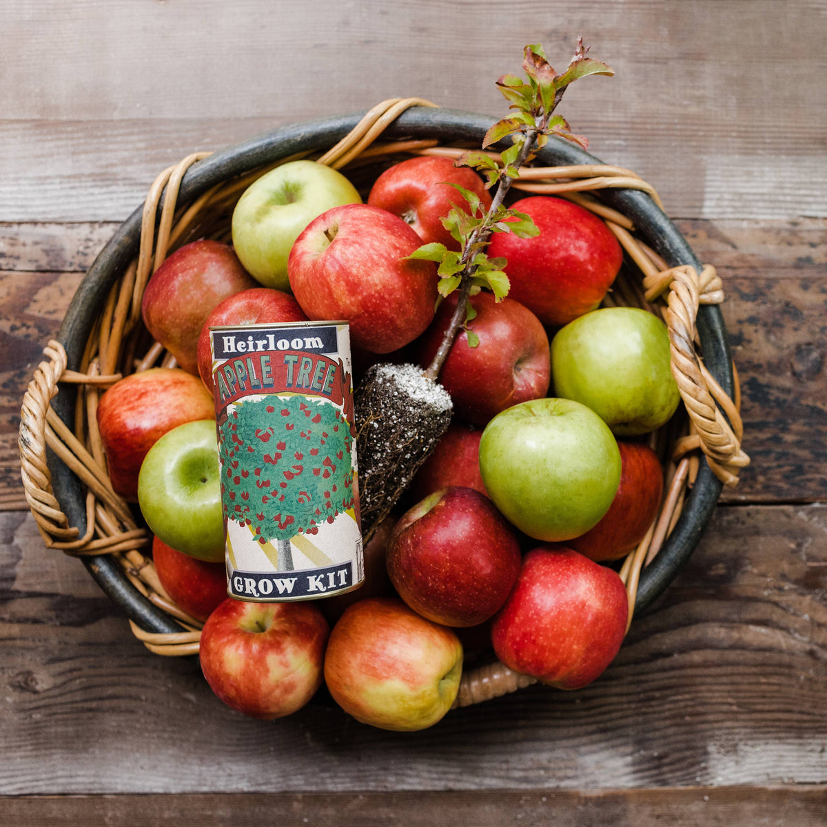 Apple Tree Grow Kit | Planter + Soil + Seeds