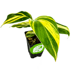 A Wellspring Gardens Shell Ginger Variegated (Alpinia zerumbet) features broad green leaves with bright yellow variegation, presented in a small pot against a white background.