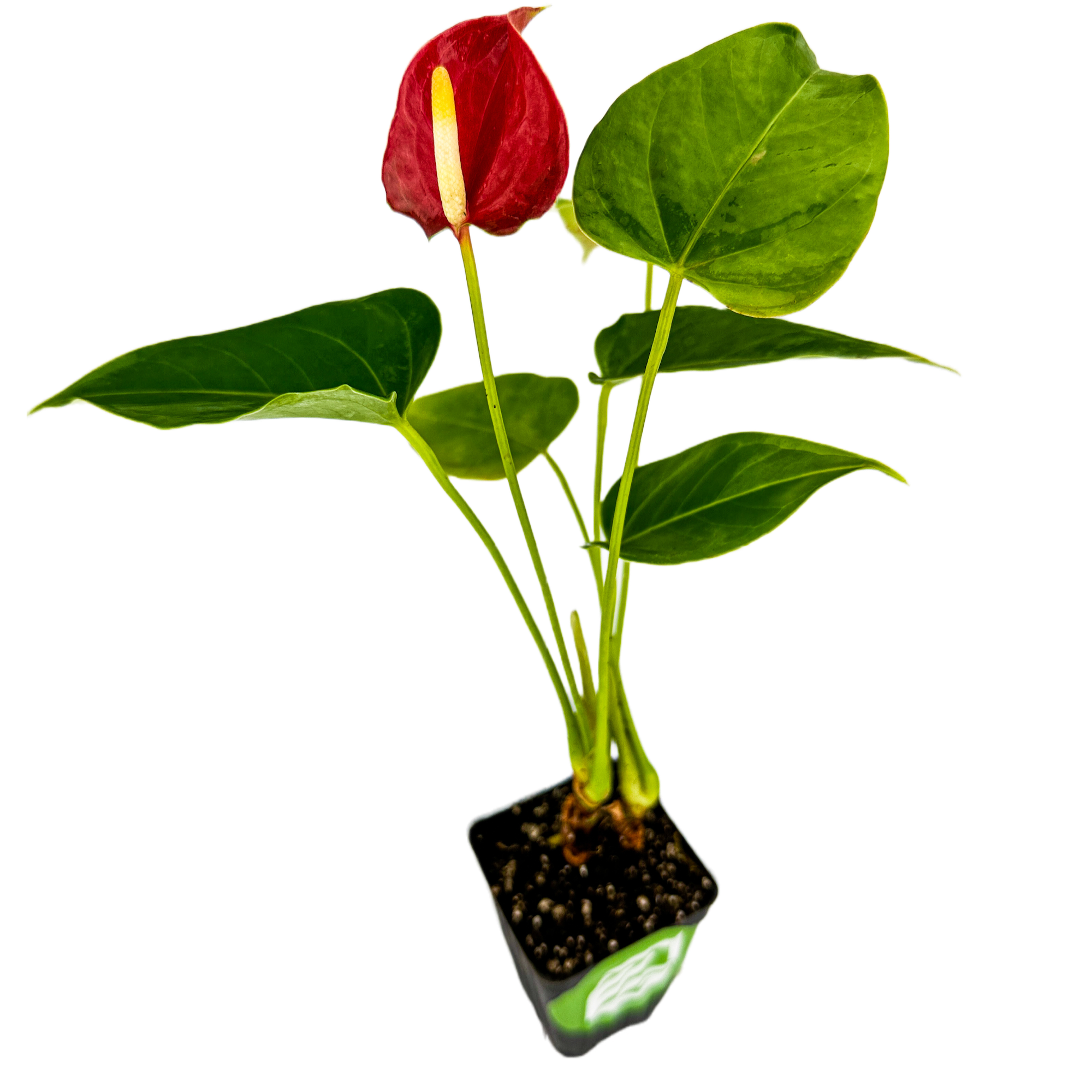 A potted Anthurium Fire Glow ppaf (Fireglow) by Wellspring Gardens, featuring green leaves and a single red, heart-shaped flower with a yellow spadix, is shown isolated on a white background.