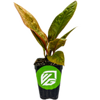A small Anthurium Superbum Bird's Nest by Wellspring Gardens, with elongated green and reddish leaves, sits in a black plastic pot featuring a green and white VG logo on the front.