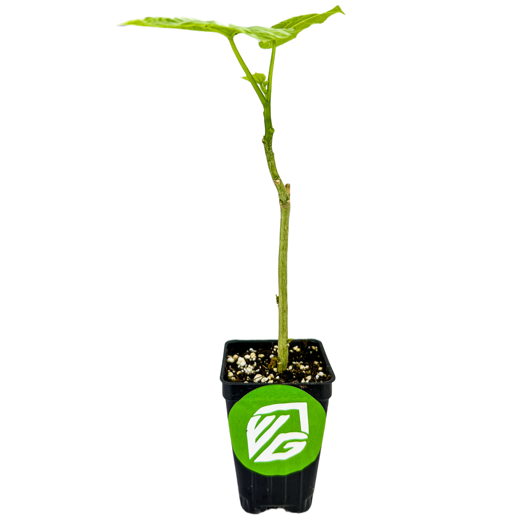 Auntie Lilli's™ South Sea Salad Bele Tree (Abelmoschus manihot) by Wellspring Gardens is a small green plant with a thin stem in a black plastic pot featuring a green sticker, displayed against a white background.