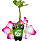 A small Desert Rose Picotee (Adenium obesum) by Wellspring Gardens sits in soil in a black pot with a green logo, with two large Picotee variety blooms behind it, all set against a white background for a bonsai look.