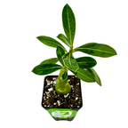 The Wellspring Gardens Desert Rose Basic Pink (Adenium obesum) features a thick, green stem and glossy leaves, resembling a bonsai, potted in soil in a black plastic container against a white background.