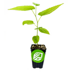 A Wellspring Gardens Illinois Everbearing Red Mulberry Tree (Morus rubra) with several leaves grows in a black pot featuring a green circular logo with white letters. The plant is cold hardy and set against a plain white background.