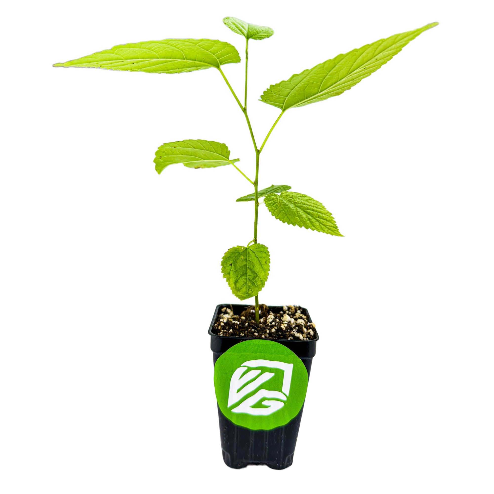 A Wellspring Gardens Illinois Everbearing Red Mulberry Tree (Morus rubra) with several leaves grows in a black pot featuring a green circular logo with white letters. The plant is cold hardy and set against a plain white background.