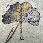 Fossilized leaf embedded in a rock-like material